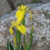 노랑꽃창포(Iris pseudacorus L.) : 塞翁之馬
