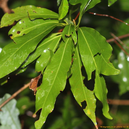 센달나무(Machilus japonica Siebold & Zucc.) : 무심거사