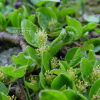 콩버들(Salix nummularia Andersson) : 통통배
