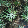 애기우산나물(Syneilesis aconitifolia (Bunge) Maxim.) : 현촌