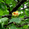 백합나무(Liriodendron tulipifera L.) : 버들피리