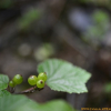 눈까치밥나무(Ribes triste Pall.) : 벼루