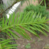 전나무(Abies holophylla Maxim.) : 들국화