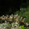 새삼(Cuscuta japonica Choisy) : 벼루