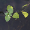 세수염마름(Trapella sinensis Oliv.) : 산들꽃