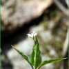 지리산개별꽃(Pseudostellaria okamotoi Ohwi) : 추풍