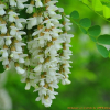 아까시나무(Robinia pseudoacacia L.) : 塞翁之馬