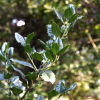 호랑가시나무(Ilex cornuta Lindl. & Paxton) : 봄까치꽃