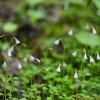 린네풀(Linnaea borealis L.) : 통통배