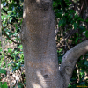 후박나무(Machilus thunbergii Siebold & Zucc.) : 설뫼*