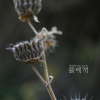 어저귀(Abutilon theophrasti Medicus) : 꽃사랑