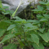 털독말풀(Datura meteloides Dunal) : 꽃사랑