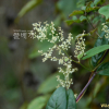 하수오(Reynoutria multiflora (Thunb.) Moldenke) : 산들꽃