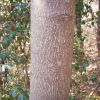 말오줌때(Euscaphis japonica (Thunb.) Kanitz) : 노루발