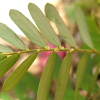 여우구슬(Phyllanthus urinaria L.) : 무심거사