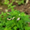 그늘송이풀(Pedicularis resupinata var. umbrosa Kom. ex Nakai) : 무심거사