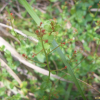 개미탑(Haloragis micrantha (Thunb.) R.Br. ex Siebold & Zucc.) : 봄까치꽃