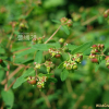 큰땅빈대(Euphorbia nutans Lag.) : 塞翁之馬
