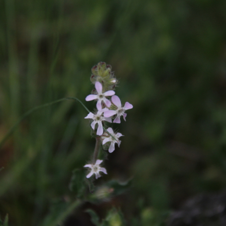 털장구채(Silene firma Siebold & Zucc. f. pubescens (Makino) Ohwi & H.Ohashi) : 산들꽃