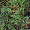 털장구채(Silene firma Siebold & Zucc. f. pubescens (Makino) Ohwi & H.Ohashi) : 산들꽃