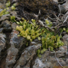 콩짜개덩굴(Lemmaphyllum microphyllum C.Presl) : 晴嵐