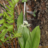 나도옥잠화(Clintonia udensis Trautv. & C.A.Mey.) : 들국화