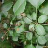 콩배나무(Pyrus calleryana var. fauriei (C.K.Schneid.) Rehder) : 塞翁之馬