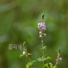 쥐깨풀(Mosla dianthera (Buch.-Ham. ex Roxb.) Maxim.) : 청암