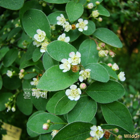 섬개야광나무(Cotoneaster wilsonii Nakai) : 설뫼