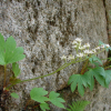 돌단풍(Mukdenia rossii (Oliv.) Koidz.) : 통통배