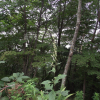 산쑥(Artemisia montana (Nakai) Pamp.) : 바지랑대