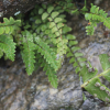 우드풀(Woodsia polystichoides D.C.Eaton) : 도리뫼