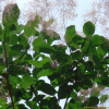 안개나무(Cotinus coggygria Scop.) : 박용석